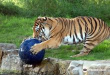 约克郡野生动物园景点图片