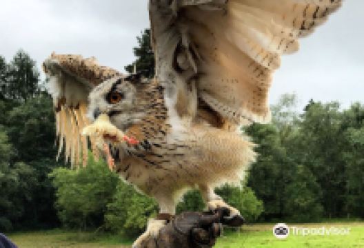 Strathblane Falconry景点图片