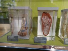 Anatomisches Museum-巴塞尔