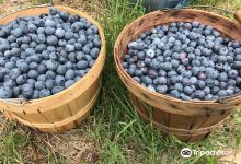 Blueberry Hill Farms景点图片