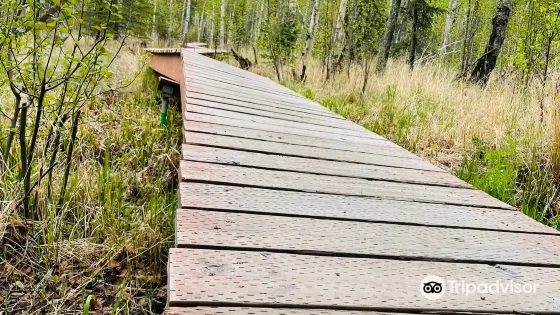 Wasilla Creek Wetlands Trail