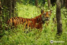 Chitwan Jungle Safari-奇旺