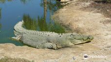 Koorana Crocodile Farm-Coorooman