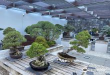 The National Bonsai and Penjing Collection景点图片