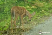 Lake Kasshabog景点图片