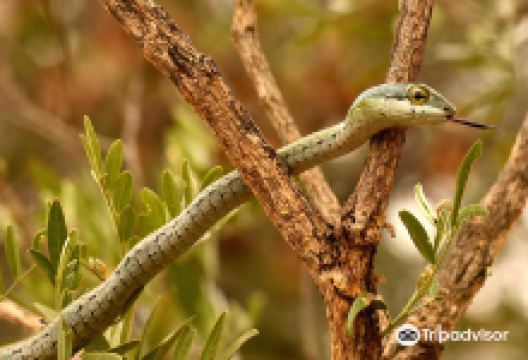 Kinyonga Reptile Center景点图片