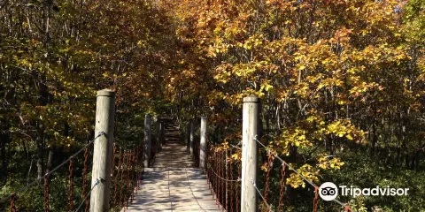 釧路市濕原展望台木道