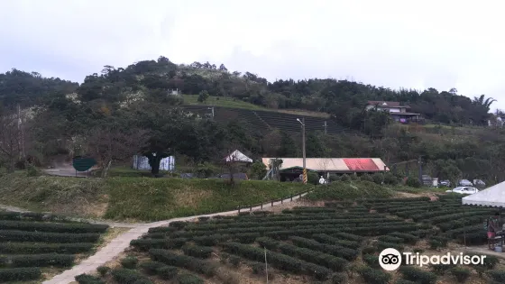 玉蘭茶園