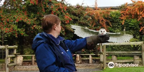 Hawksflight Falconry