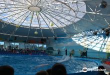 Dolphinarium Nemo景点图片
