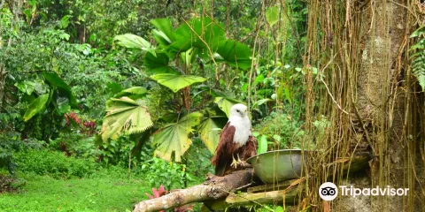 菲律賓老鷹和自然研究中心