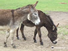 Isle Of Wight Donkey Sanctuary-戈兹希尔