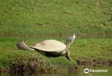 National Chambal Sanctuary NCS景点图片