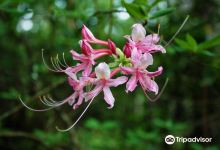 Caroline Dormon Nature Preserve景点图片