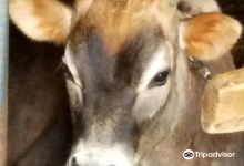 Connolly Brothers Dairy Farm景点图片