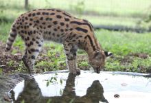 Emdoneni Cheetah project景点图片