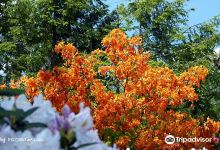 Rhododendronpark Jansen景点图片