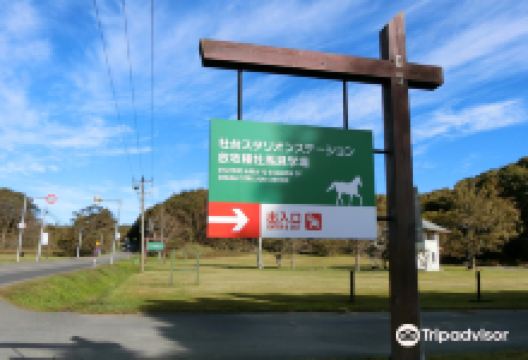 Shadai Stallion Station景点图片