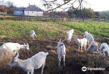 Orsegi Kecskefarm (Goat Farm景点图片