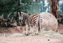 Zoo Santo Inacio景点图片