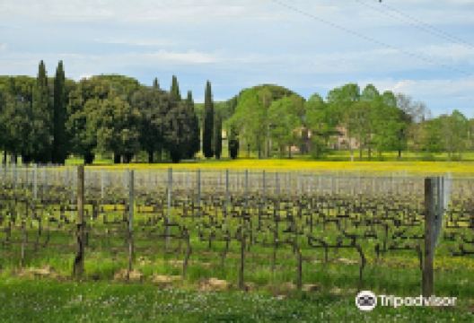 Azienda Agricola Enzo Carmignani景点图片