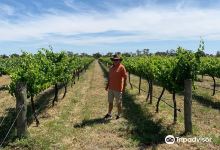 Restdown Wines and Jungle Lane Beef景点图片