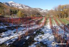 Azienda Agricola Antica via Romea景点图片