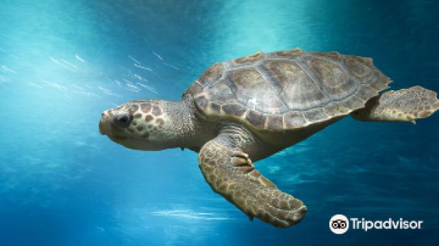 伯恩茅斯水族馆