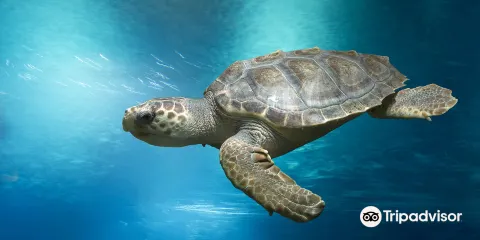 伯恩第斯水族館