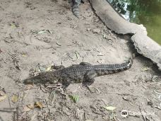 鳄鱼农场-苏梅岛