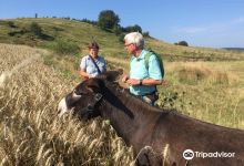 The Donkey Farm景点图片