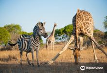 Imire: Rhino & Wildlife Conservation景点图片