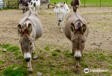The Scottish Borders Donkey Sanctuary景点图片
