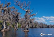 Blue Cypress Lake景点图片
