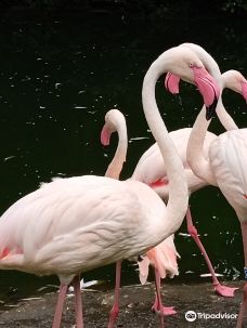 Chemnitz Zoo-开姆尼茨