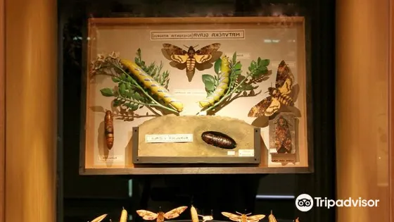 The World of Insects