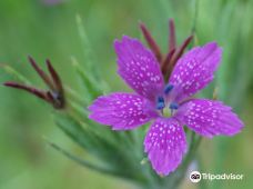 Avon Heath Country Park-圣艾夫斯