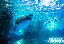 Newport Aquarium景点图片