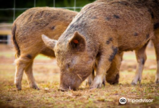 Kew Little Pigs景点图片