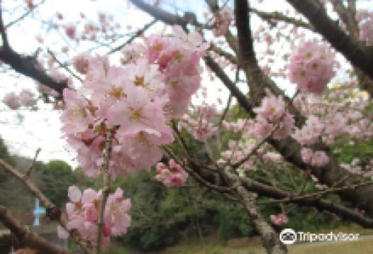 Shiroyama Park景点图片
