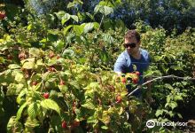 Smithfield Berries景点图片