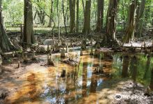 Battle Creek Cypress Swamp Sanctuary景点图片