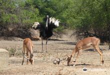 Gaborone Game Reserve景点图片