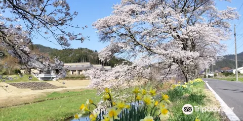 Furudono Sakura Road