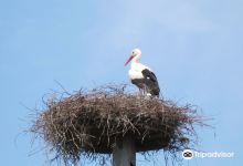 Storchenstation Elbrinxen景点图片