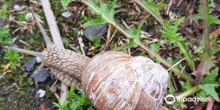 Vorovskolesskiy Forest