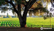 Healdsburg Plaza-希尔兹堡