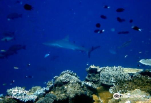 Shark Point景点图片