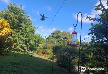 Hummingbird Gallery景点图片