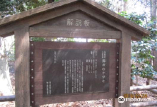 Suneori Zelkova Tree景点图片